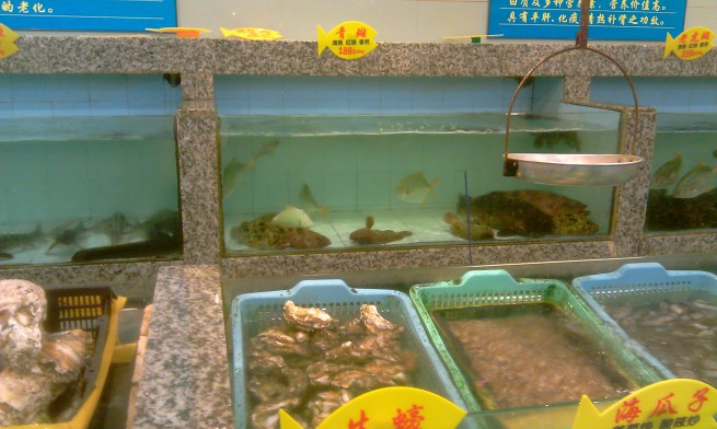 Poissons divers et huîtres d'eau douce (?)