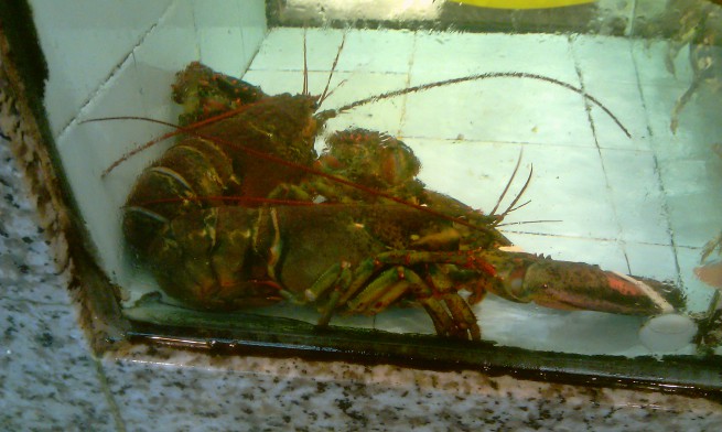 Nous avons pris 2 homards : avant...