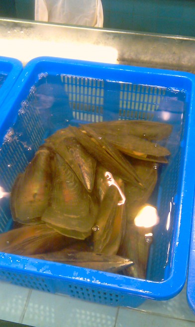 Des moules de rivière