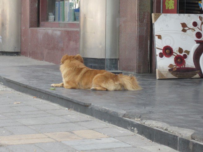 Photo d'un pékinois prise à Beijing (Pékin) !