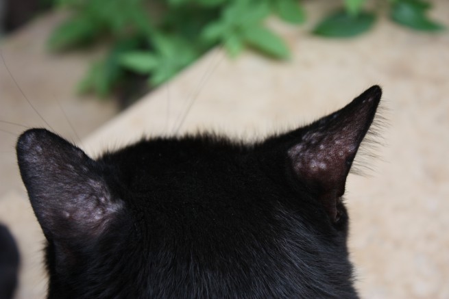 Et oui, les chats aussi se font piqués par les moustiques !